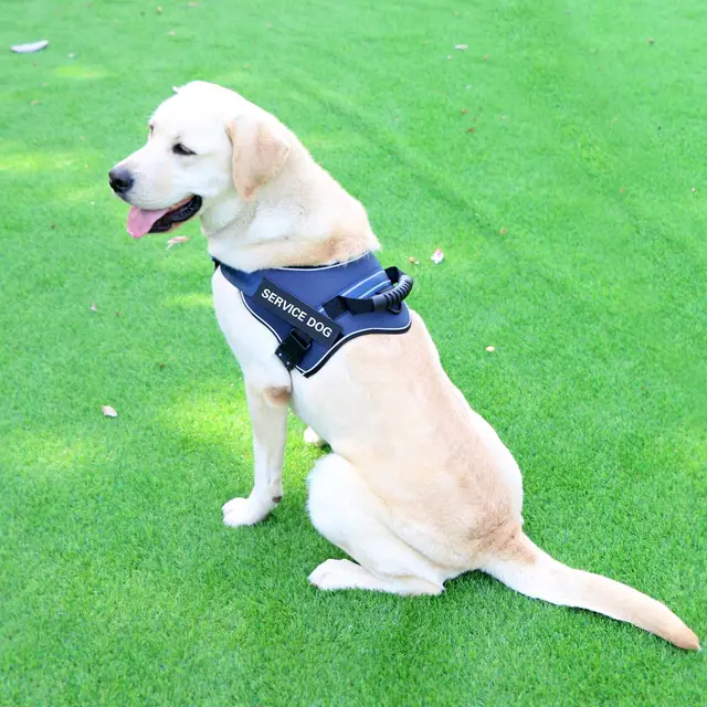 Chest strap vest type medium and large dog leash Dark Blue - Shop at LoveMi