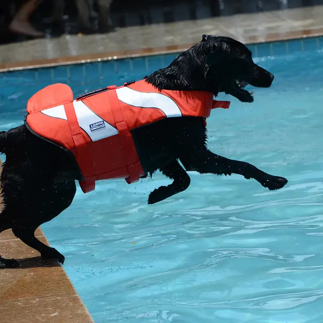 Mermaid Shark Pet Dog Swimming Life Vest Adjustable Dog Life Jacket for Small Large Pet Dog Summer Dog Life Aid Vest Swimwear Clownfish - Shop at LoveMi