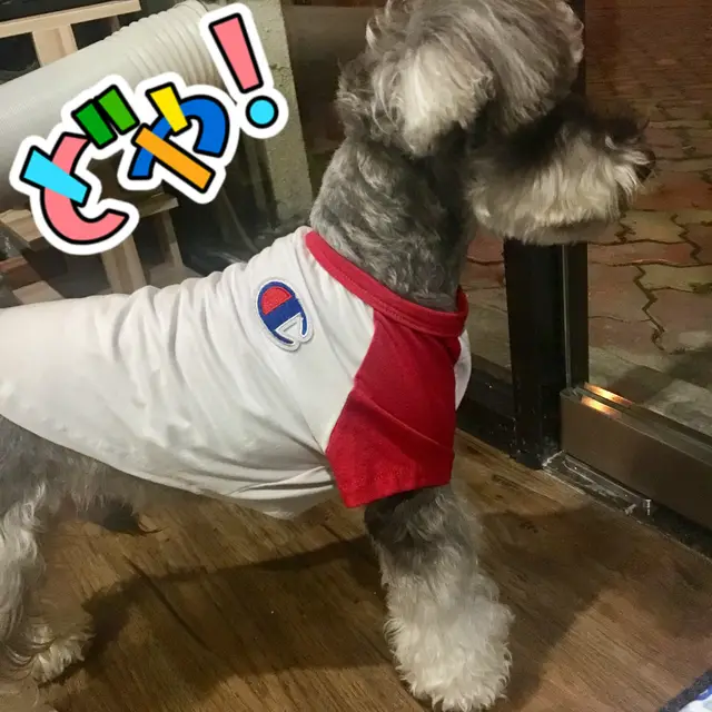 Pet tide brand clothes t shirt dog cat summer season Red - Shop at LoveMi