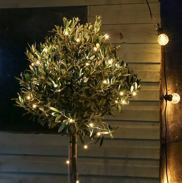 Solar Powered LED Garden Lights Green - Shop at LoveMi
