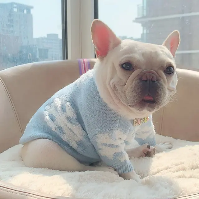 Warm And Thick Teddy Autumn And Winter Season Snowflake Bichon Hiromi Cat Sweater Light Blue - Shop at LoveMi