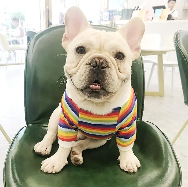 Trendy Brand Dog Clothes Pet Clothes Stretch Cotton Colorful - Shop at LoveMi