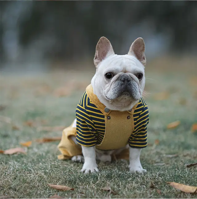 Cotton Stretch Corduroy Four Legged Shirt Khaki - Shop at LoveMi