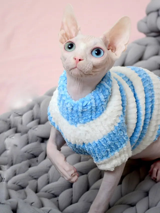 Hairless Cat Winter Thicken Warm Cotton Sweater Blue - Shop at LoveMi