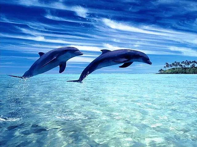 Diamond Mosaic Dolphin Square Diamond Embroidery G - Shop at LoveMi