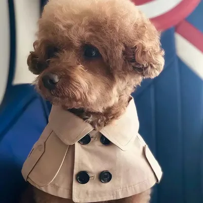 Winter Ins Pet Cats And Dogs Clothes Autumn And Winter Clothes Warm Trench Coat Cute Teddy Puppet Cat Net Red Khaki - Shop at LoveMi