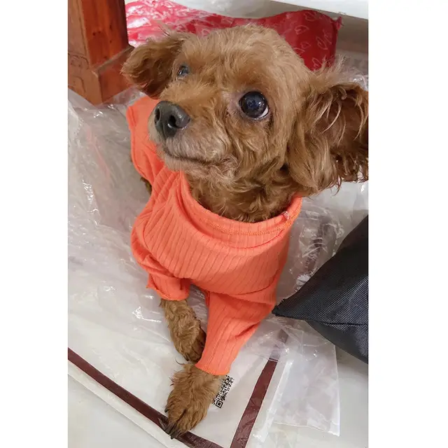 Pet Bottoming Shirt Small Dog Clothes Orange - Shop at LoveMi