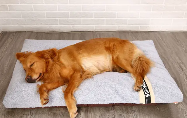 Long Warm Plush Dog Bed Quilted Base 4 sizes Light Grey - Shop at LoveMi