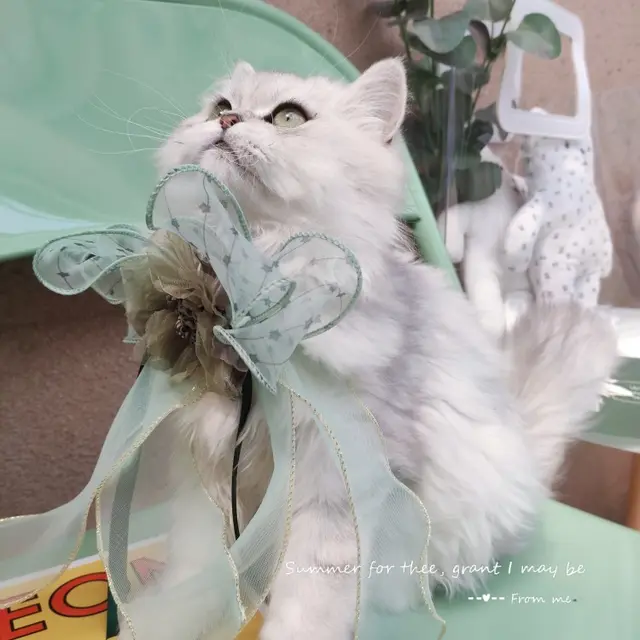 Pet Accessories Cats Dogs Big Bow Puppets Cat Bib Fairy Saliva Towel Collar Bow Tie Adjustable Light Green - Shop at LoveMi