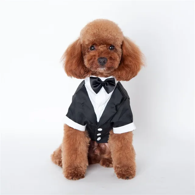 Teddy clothes Golden Retriever Satsuma Fall Winter Pet Suit Black - Shop at LoveMi