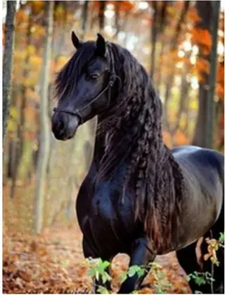 Dark Horse Theme Diamond Painting, Full 5D Embroidery, Mosaic, Rhinestones, Animals, Wall Decoration - Black