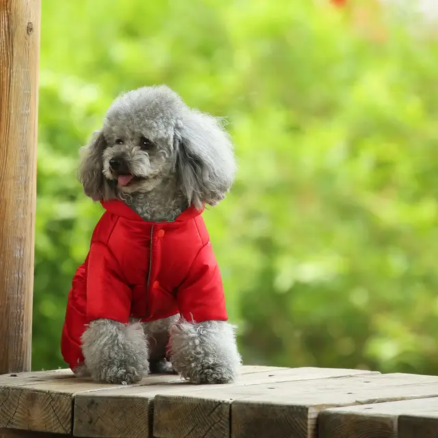 Dog Clothes Winter Clothes Teddy Autumn And Winter Coats Bichon Pomeranian Small Dogs Spring And Autumn Down Coats Red - Shop at LoveMi