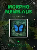 Morpho Menelaus