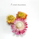 Seven Color Chrysanthemum 4G