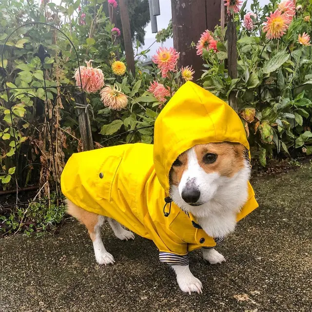 Tide Brand Windproof And Rainproof British Retro Padded Dog Raincoat, Dog Pet Jacket Yellow - Shop at LoveMi