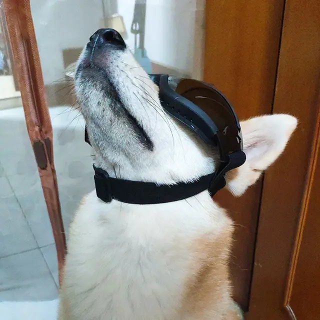 Pet Glasses Dog Sunglasses Law Fighting Supplies Strange Cat Sunglasses Small Dog Goggles Gold Chain Photo Accessories Black - Shop at LoveMi