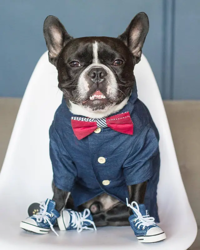 Outfits Summer Pet Printed Clothes for Small Dogs Fashion Cotton Blue - Shop at LoveMi