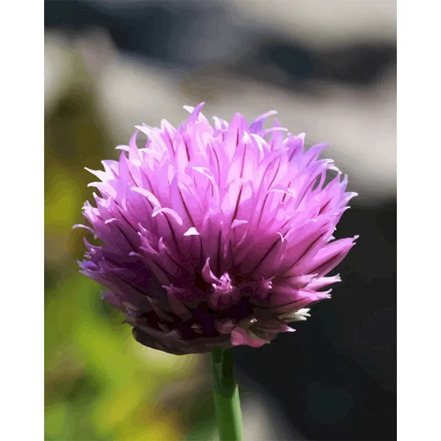 Digital Flowers DIY Oil Painting For Adult Painting - Shop at LoveMi