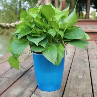 Strongwell Nordic Hydroponics Flower Pot Fairy Garden Blue - Shop at LoveMi