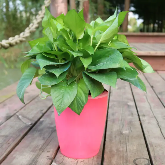Strongwell Nordic Hydroponics Flower Pot Fairy Garden Pink - Shop at LoveMi