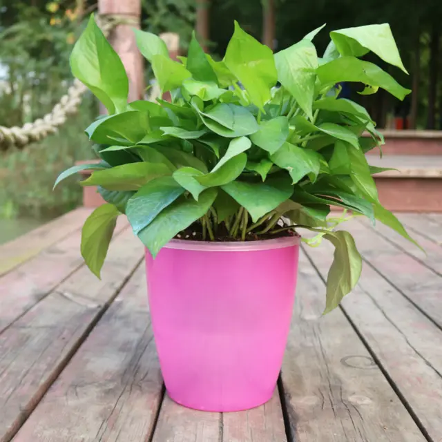 Strongwell Nordic Hydroponics Flower Pot Fairy Garden Red - Shop at LoveMi