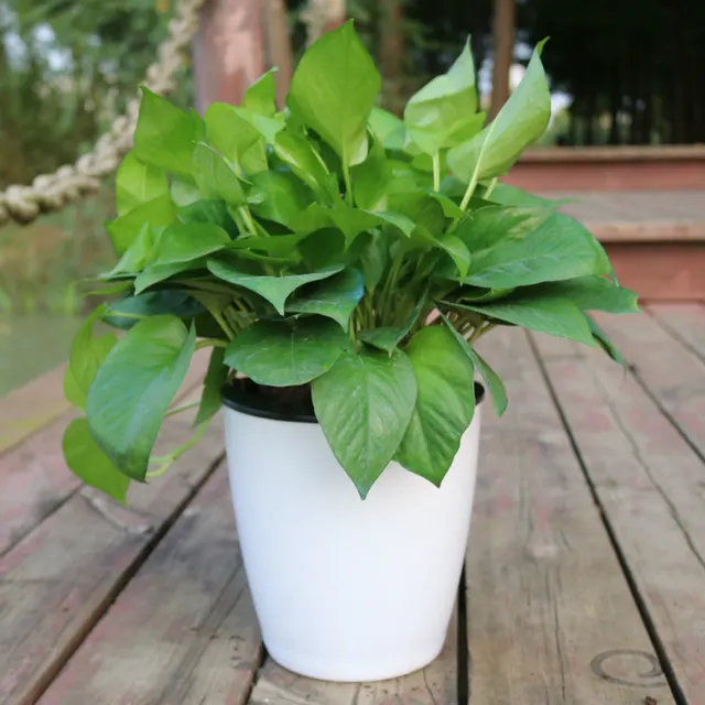 Strongwell Nordic Hydroponics Flower Pot Fairy Garden White - Shop at LoveMi