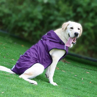 Pet Raincoat Is Waterproof And Easy To Put On And Take Off Purple - Shop at LoveMi