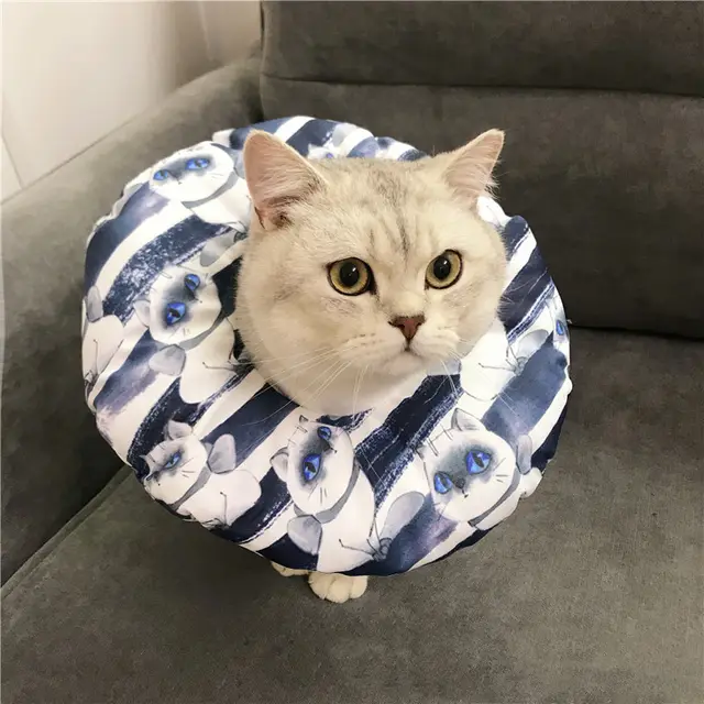 Anti scratch Headgear Tsundere Cat Gray - Shop at LoveMi