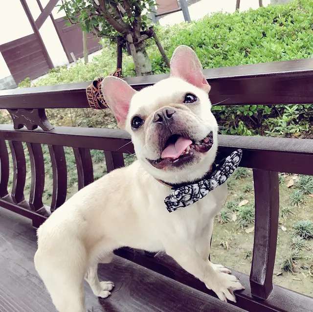 Pet Bow Tie Dog Bow Tie Removable Handsome And Customizable Collar Style D - Shop at LoveMi