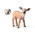 Little Whitetailed Deer