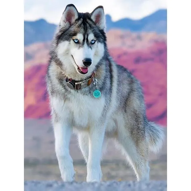 Diamond Painting Husky Theme, 5D Diamond Painting, Cross Stitch DIY Round - Shop at LoveMi