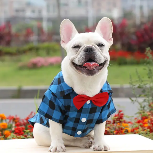 Dog Plaid Shirt Suit Wedding Dress Method Fighting Pug Small, Medium And Large Dog Pet Clothes Cat Spring Summer Autumn Blue - Shop at LoveMi