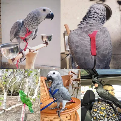 Parrot Flying With Flying Rope And Bird Harness Red M - Shop at LoveMi