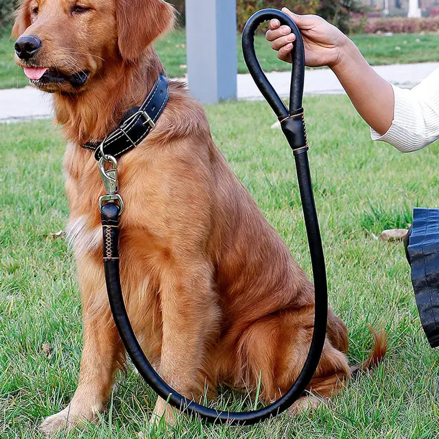 Collar Traction Rope And Dog Walking Leash Set Black - Shop at LoveMi
