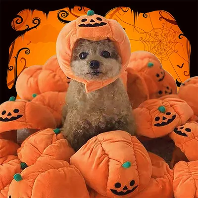 Pet Hat Halloween Funny Pumpkin Hat Cute Pet Animal Costume Small Code - Shop at LoveMi