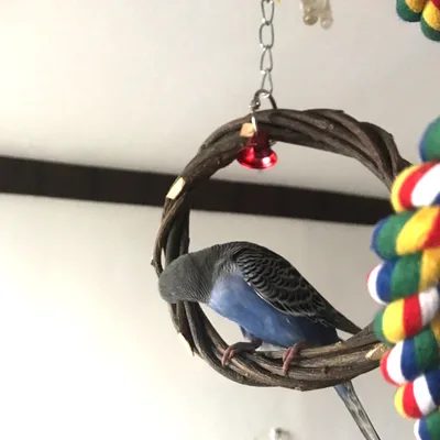 Bird Standing Frame Rattan Ring Chewing Toy Bird Cage About 15Cm - Shop at LoveMi