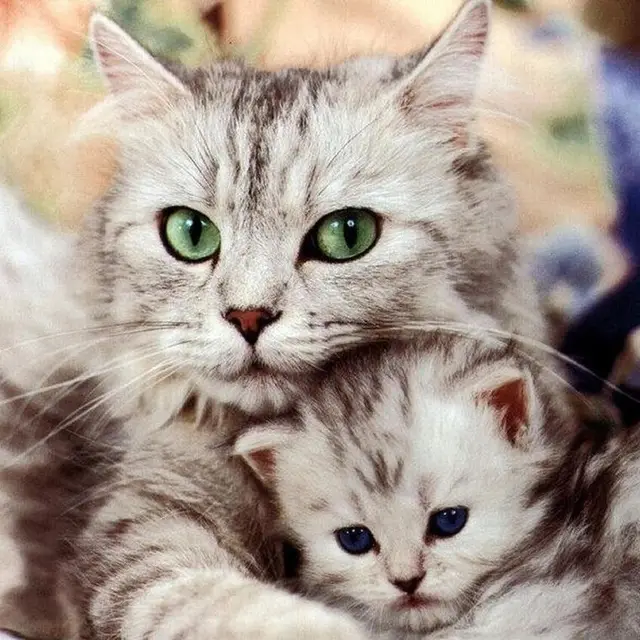 Cat Diamond Painting Full 5D Embroidery Cross Stitch Rhinestones Cat Diamond Painting - Shop at LoveMi