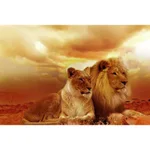 Tiger And Lion