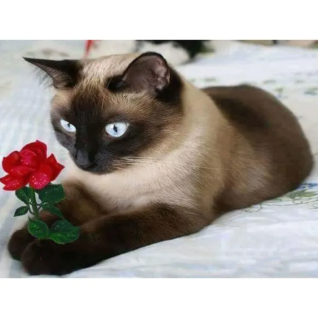 Diamond Painted Cross Stitch Embroidery Embroidery Cat Rose Square - Shop at LoveMi