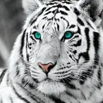White Tiger