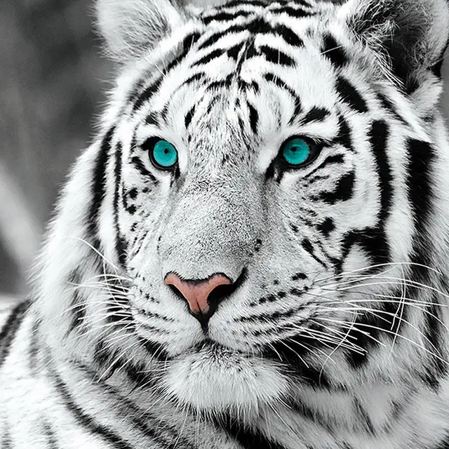 White Tiger Painting Full Square Diamond White Tiger - Shop at LoveMi
