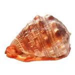 Natural Super Large Wanbao Snail French Snail Large Conch Landscaping - Conch