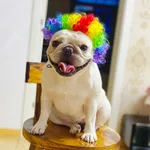 Clown Wig