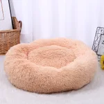 Honey Apricot