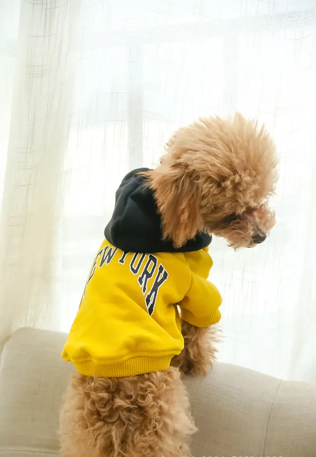 Dog Clothes Owner Trendy Brand Parent child Sweater Yellow - Shop at LoveMi