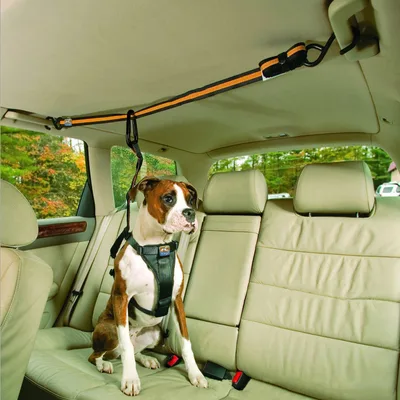 Pet Safety Belt Dual purpose Car Lanyard Orange - Shop at LoveMi
