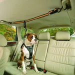 Pet Safety Belt Dual-purpose Car Lanyard - Orange