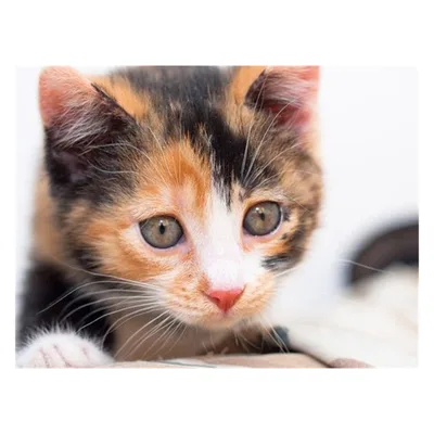 Embroidery Cat Animal Rhinestone Pictures Home Decor - Shop at LoveMi