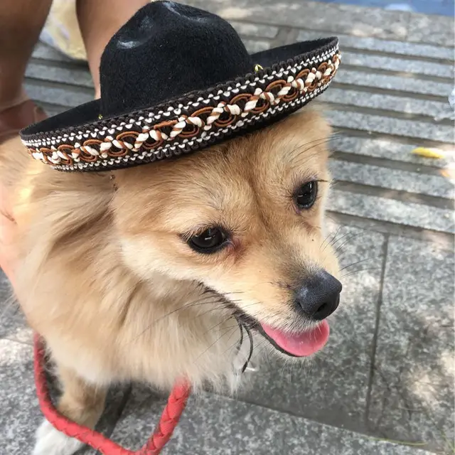 New Sales Pet Supplies Hot Dog Hats Brown Lace - Shop at LoveMi