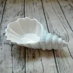 Light Blue Conch
